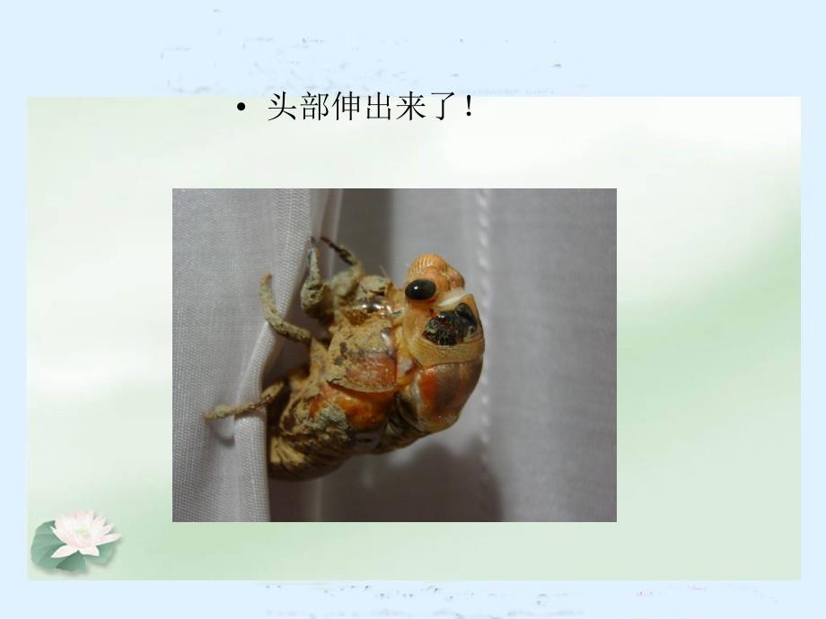 《金蝉脱壳》课件(苏教版小学语文五年级上册课件)_第4页