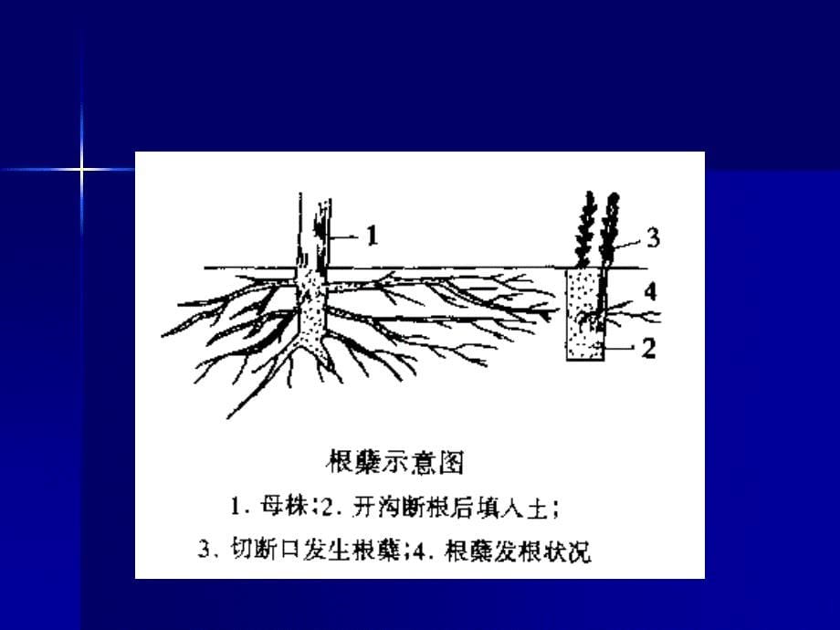 花卉的繁殖(分生)_第5页