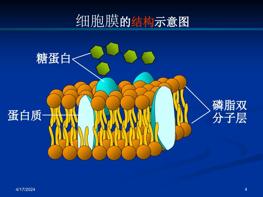 物质的跨膜运输_第4页