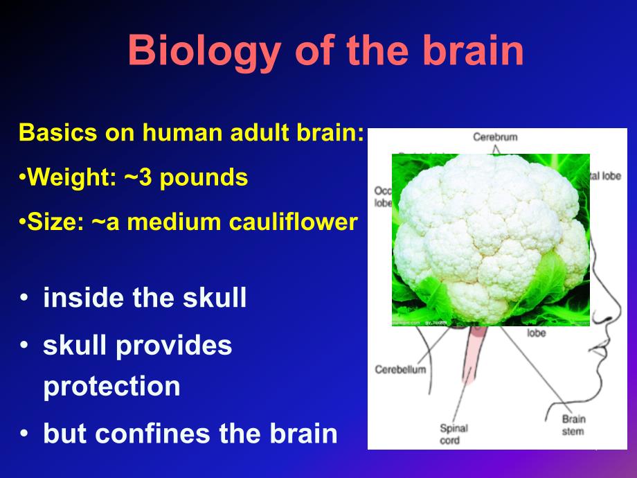 CNS病理生理脑功能障碍_第4页