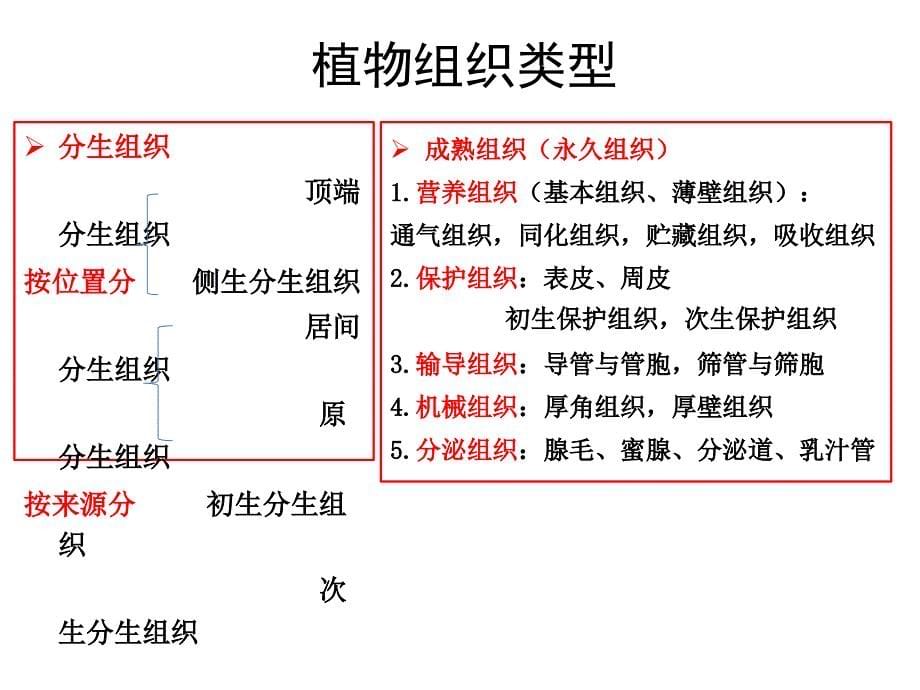 《普通生物学实验课》 实验三 植物组织基本类型与特点观察(课件)_第5页