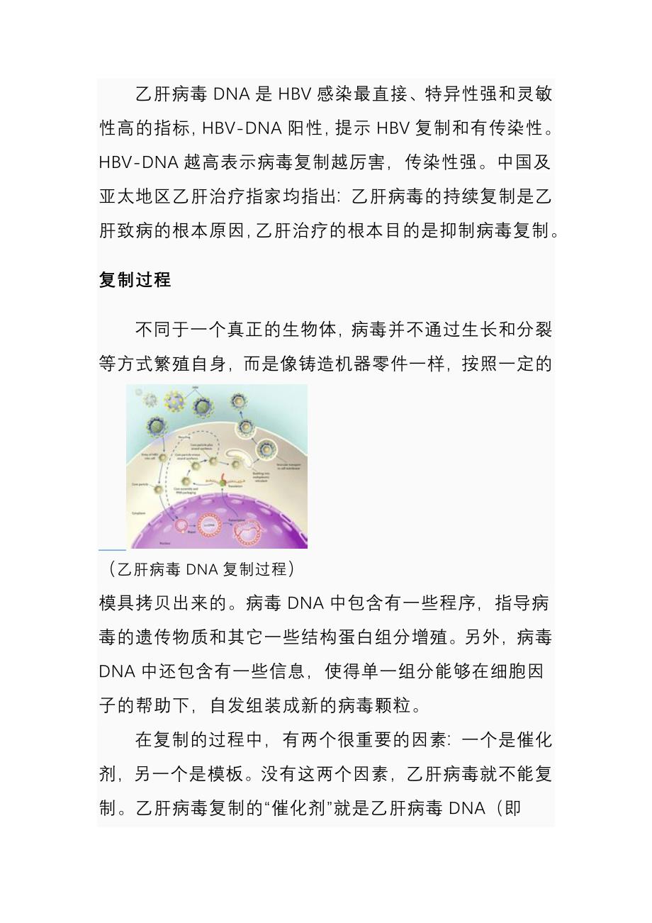 乙肝病毒dna概述_第2页