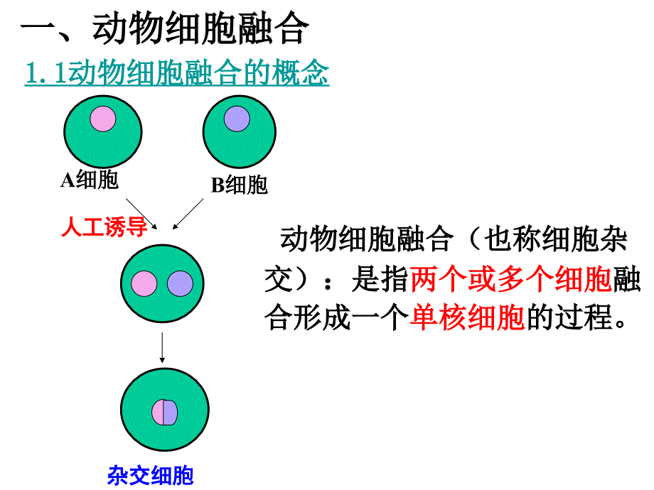 222 (公开课)动物细胞融合与单克隆抗体_第4页