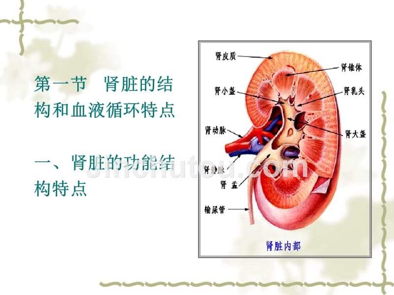 泌尿系统{2}_第4页