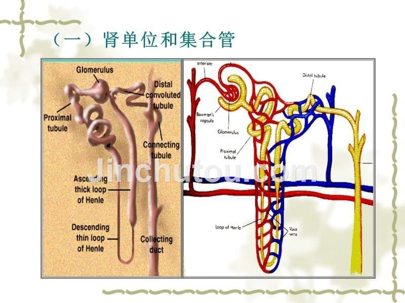 泌尿系统{2}_第5页