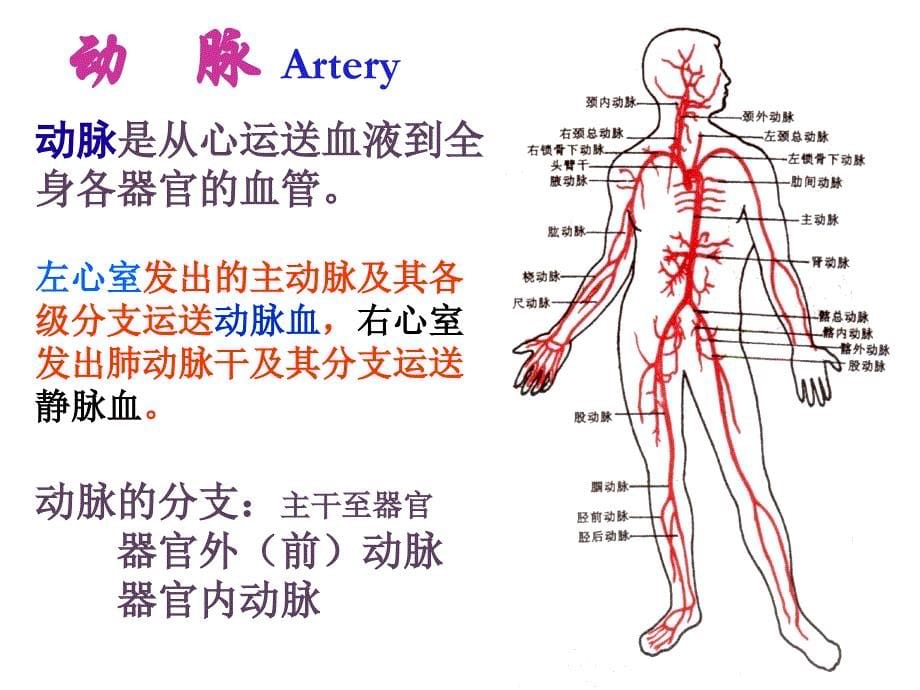 器官外动脉配布规律_第5页