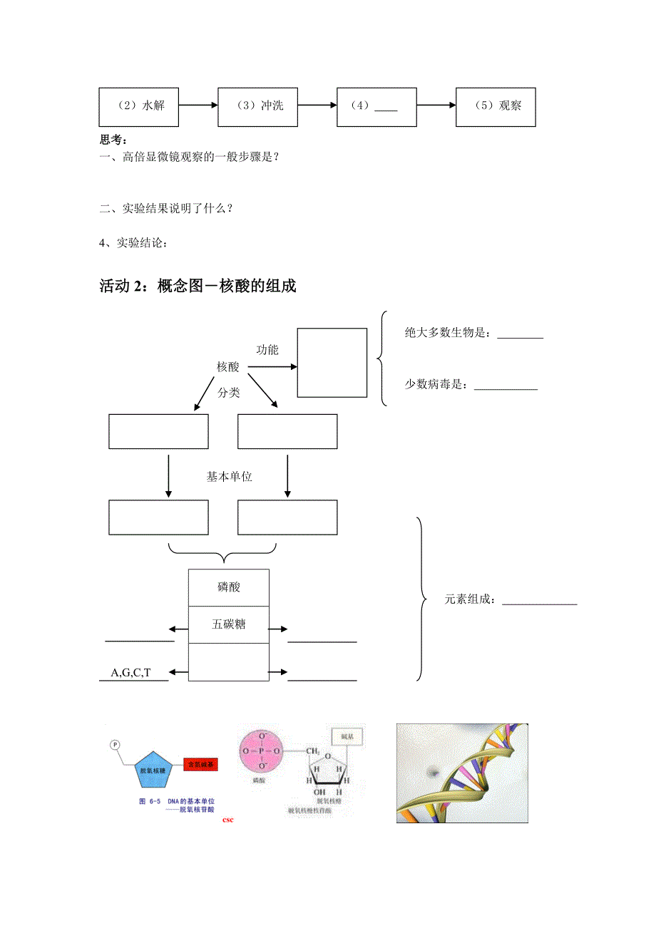 核酸2.3 遗传信息的携带者―核酸_第2页