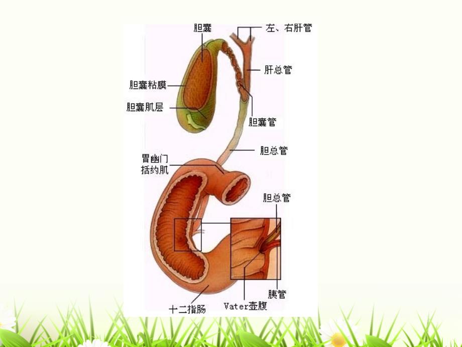 胆囊切除术_第3页