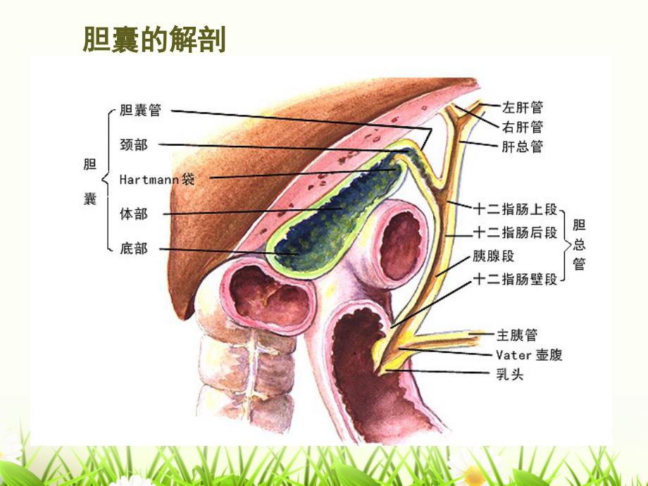 胆囊切除术_第4页