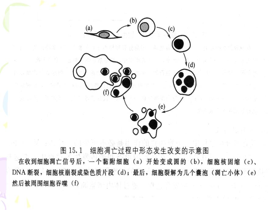 细胞凋亡信号通路详细资料与总结_第4页