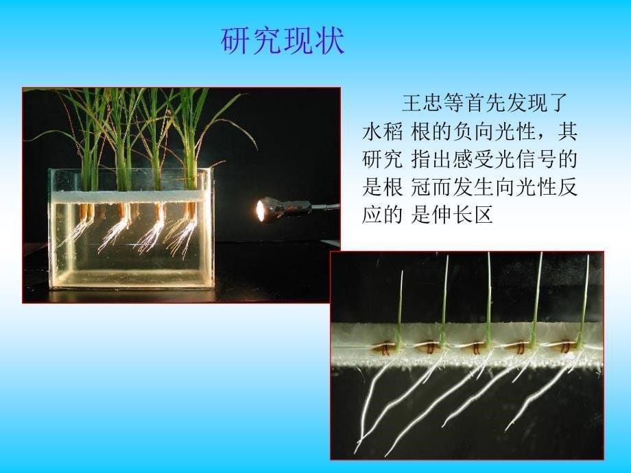 环境因子对水稻根形态和生理的影响_第5页