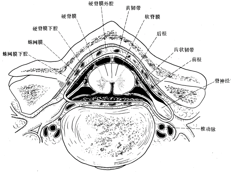 脊髓定位诊断及急性脊髓炎_第3页