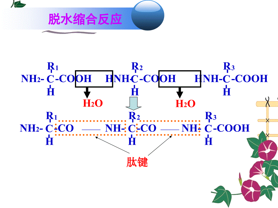 脱水缩合有关计算_第1页