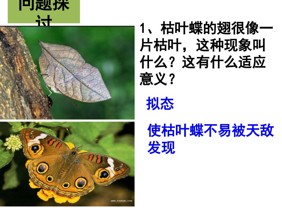 现代生物进化理论的由来(上课用PPT)_第2页