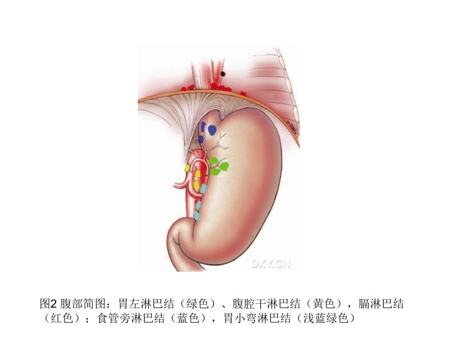 腹部器官正常淋巴引流_第4页