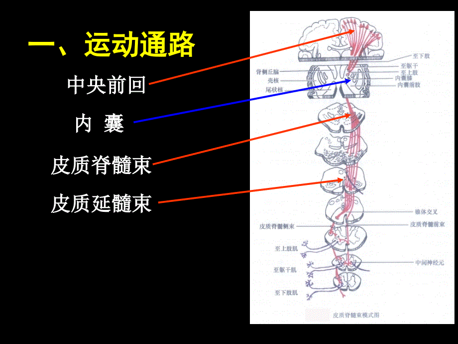 神经系统损伤定位1_第4页