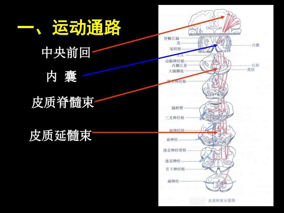 神经系统损伤定位1_第5页