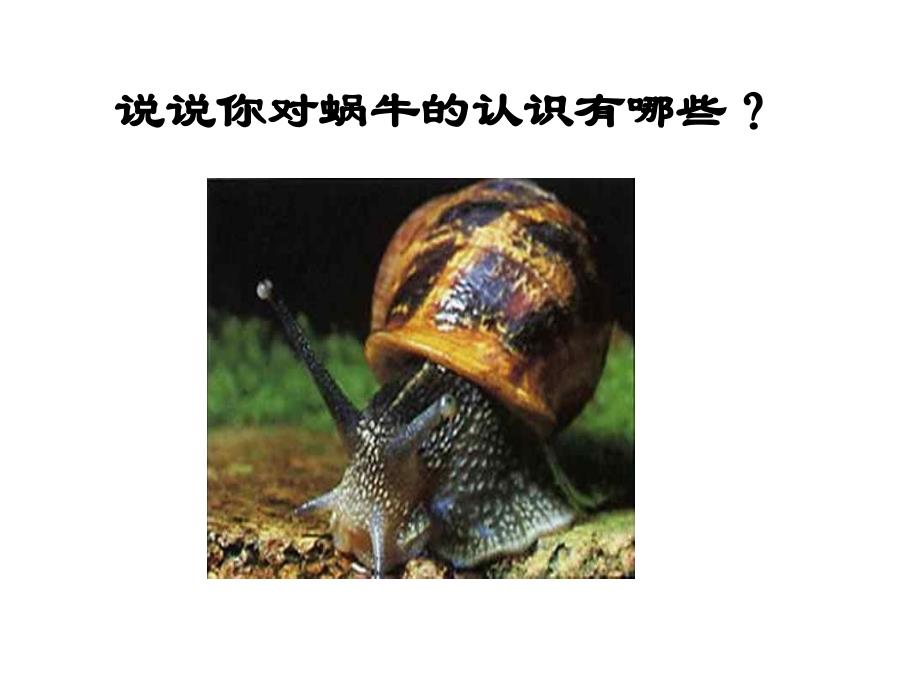 蜗牛(上课)_第2页