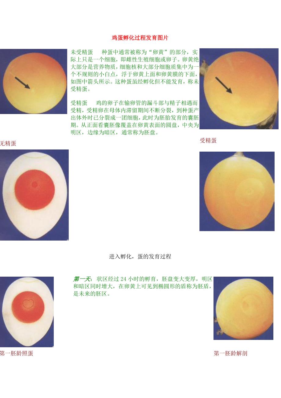 鸡蛋孵化进程图 图文显示_第1页