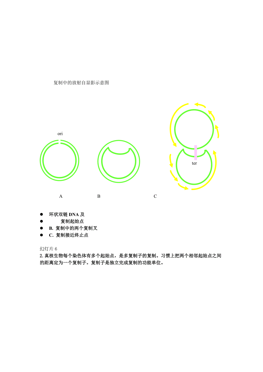 生物化学11.第十一章 dna的生物合成_第4页