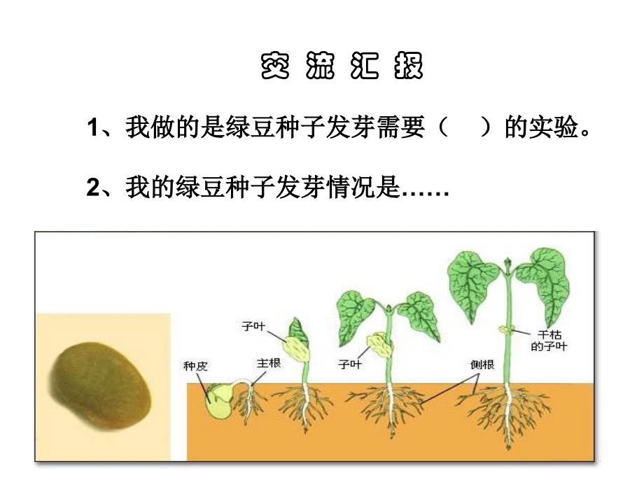 一2种子发芽实验(二)_第2页