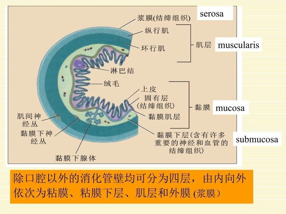 动物生理学6消化与吸收一_第5页