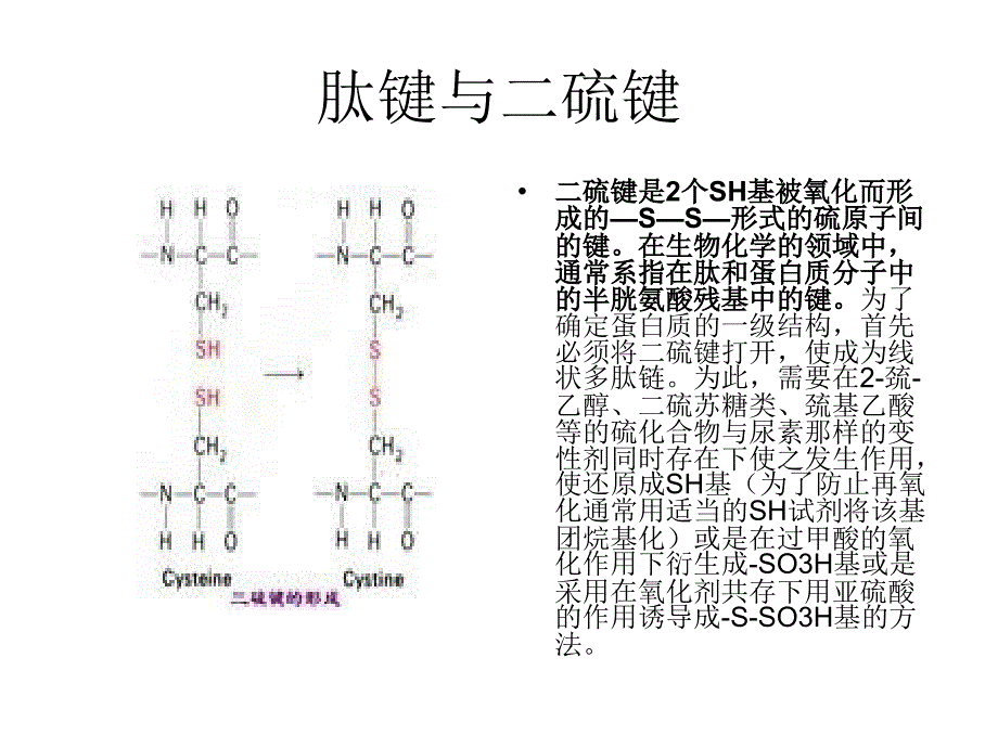 氨基酸脱水缩合_第3页