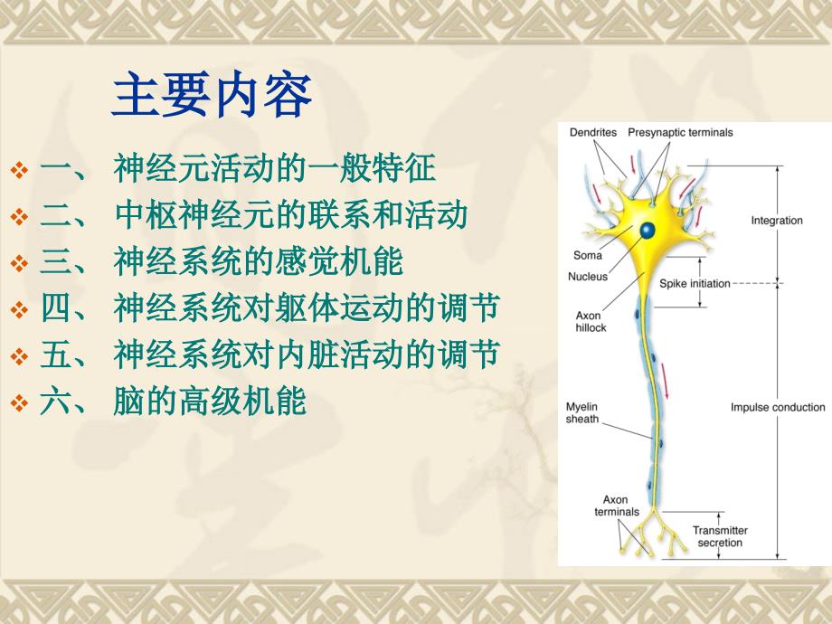 3.神经系统幻灯片_第3页