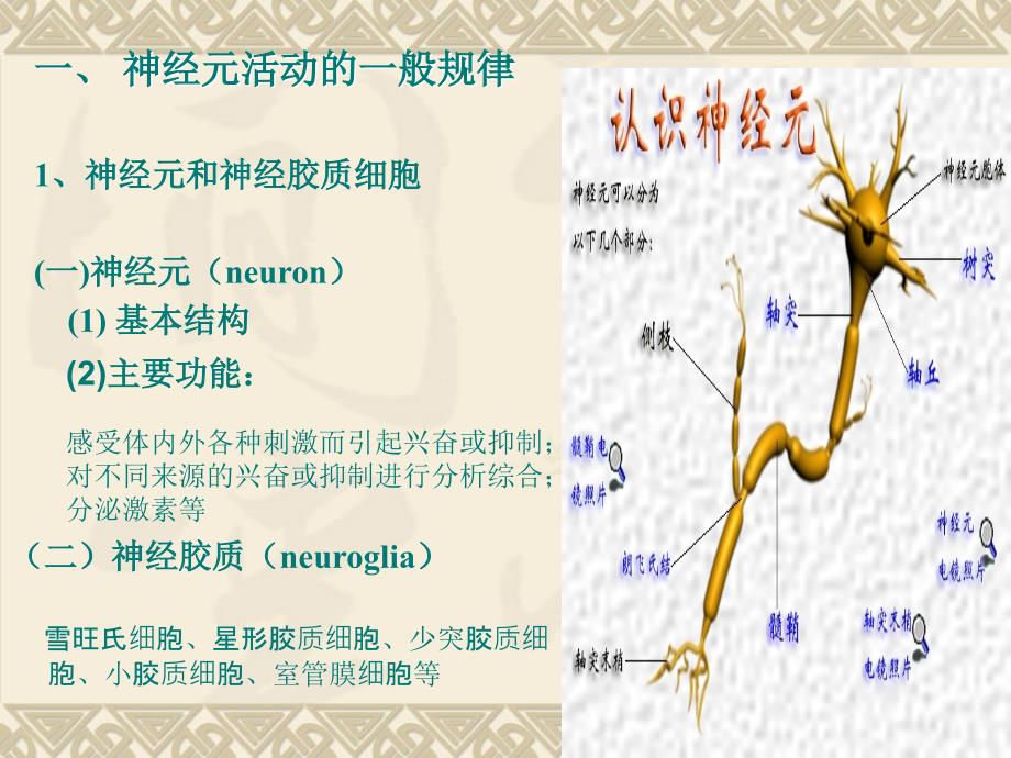 3.神经系统幻灯片_第4页