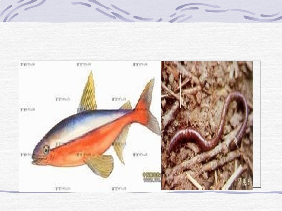 环境对生物的影响七年级生物上册_第2页