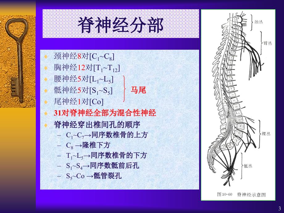 08周围神经系统幻灯片_第3页