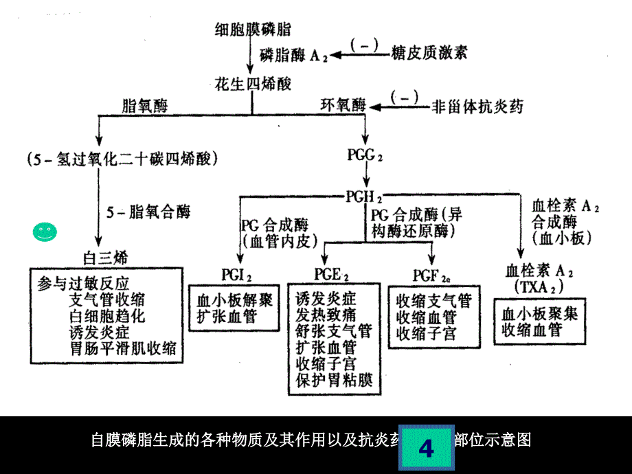 20--解热镇痛抗炎药-06幻灯片_第4页