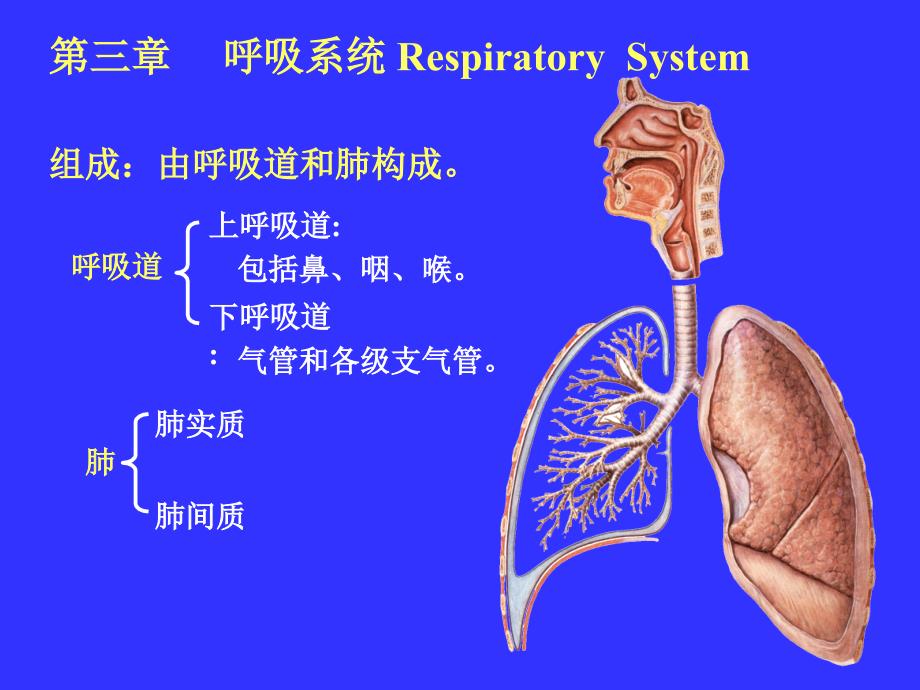 内脏学课件呼吸系统_第1页