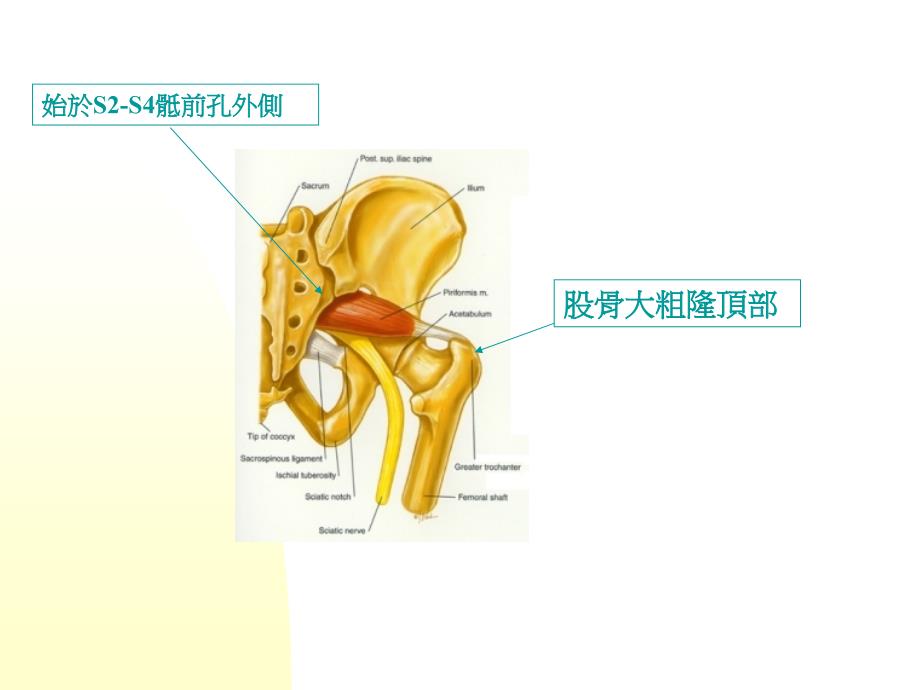 推拿治疗犁状肌综合征_第3页