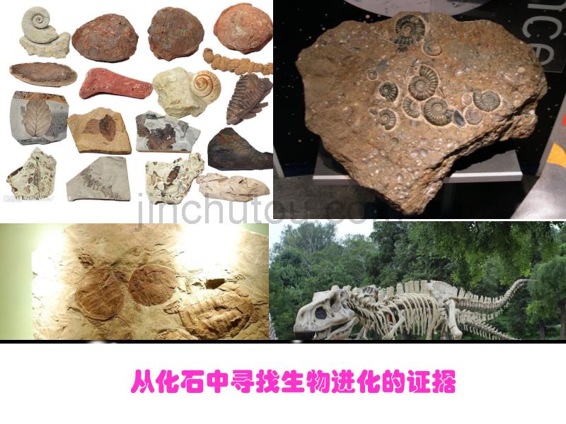 初三 九年级 科学 生物进化 第二课时_第4页