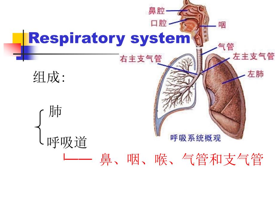 05呼吸系统幻灯片_第3页