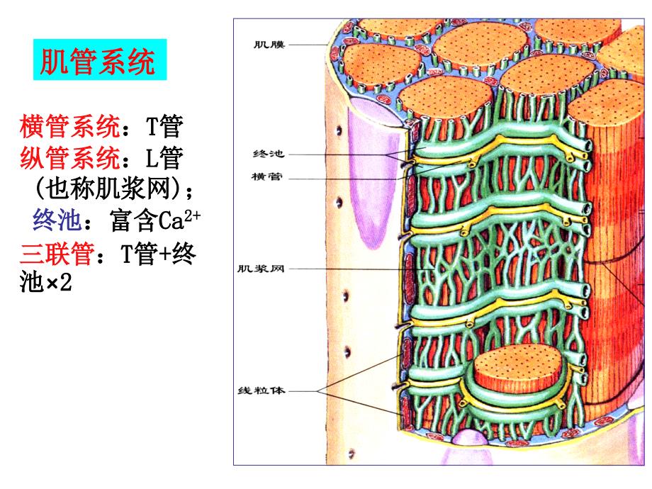 3.细胞的基本功能2幻灯片_第3页