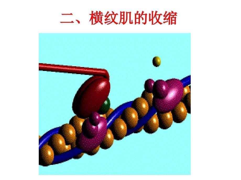 3.细胞的基本功能2幻灯片_第5页