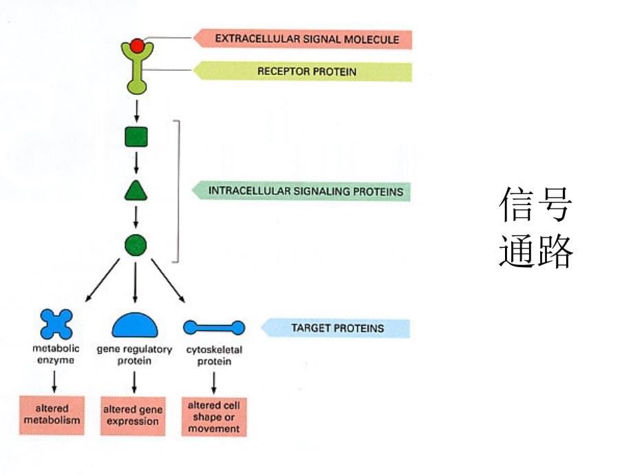 06 细胞通讯与信号传递幻灯片_第5页