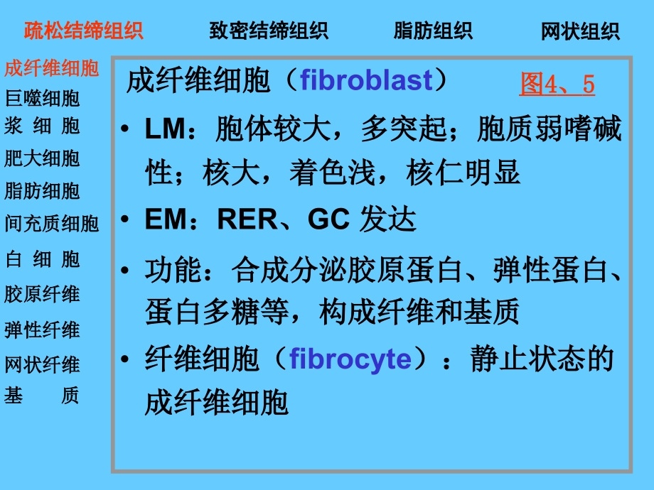 03结缔组织04397幻灯片_第4页