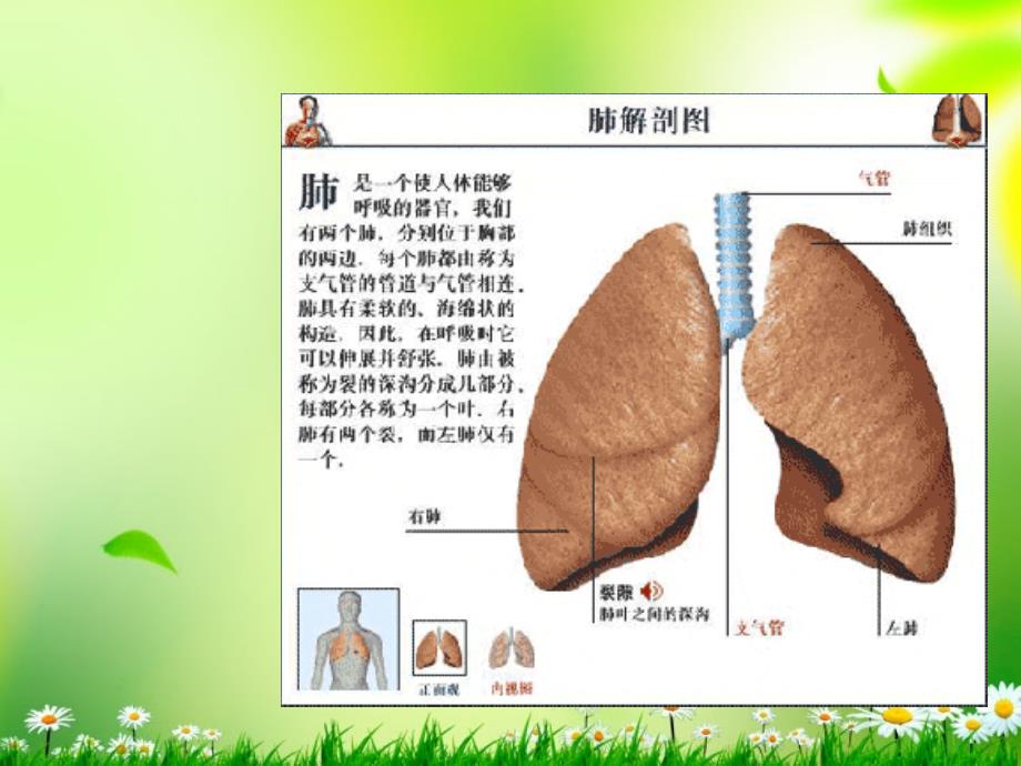 五年级科学上册 我们的呼吸 3课件 青岛版_第3页