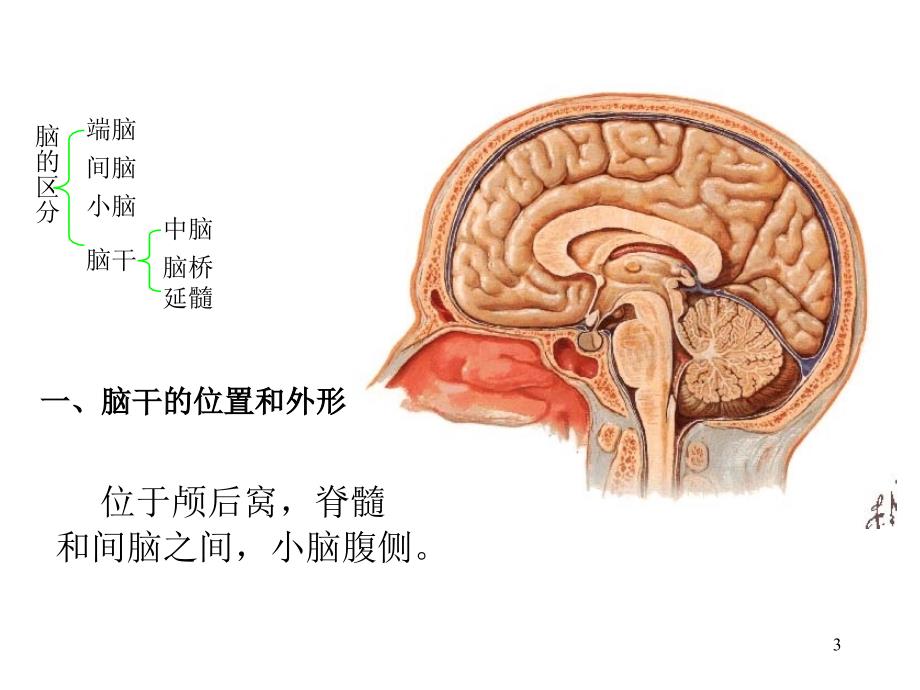 15脑干-北医幻灯片_第3页