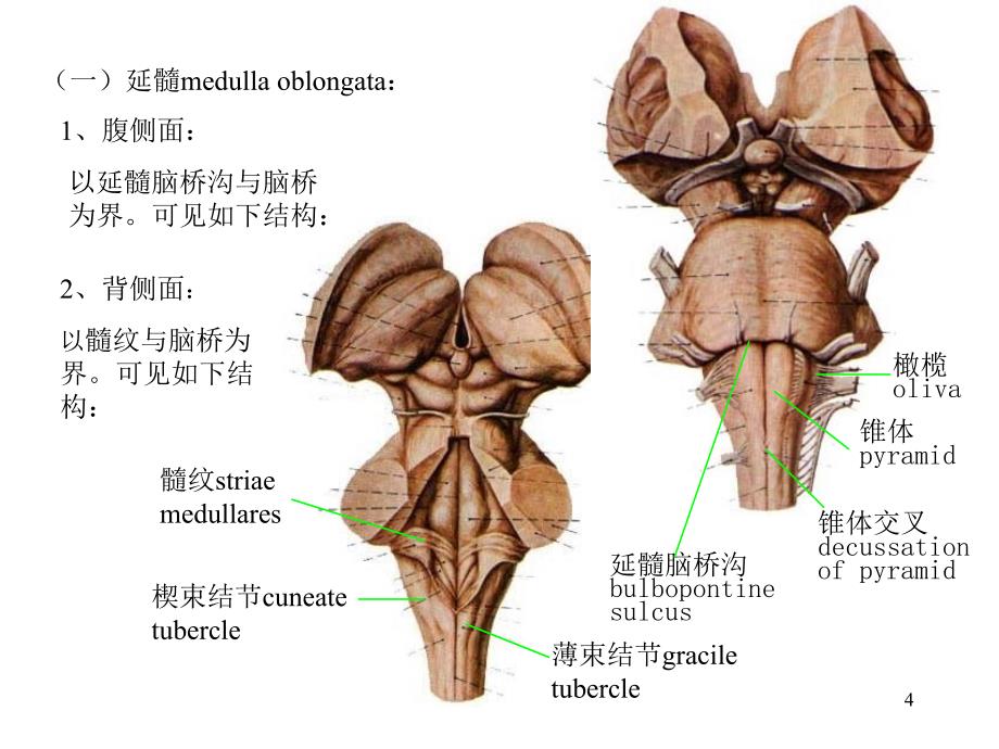 15脑干-北医幻灯片_第4页