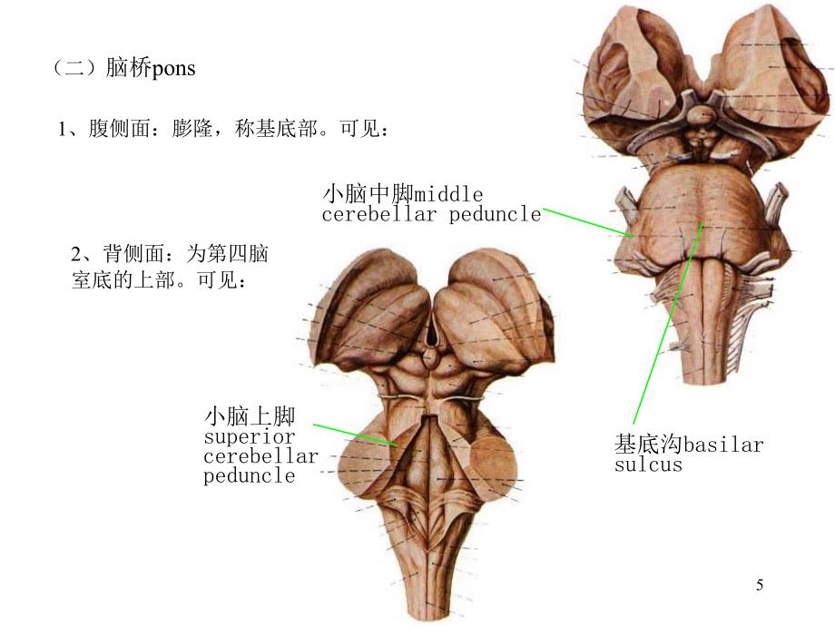 15脑干-北医幻灯片_第5页