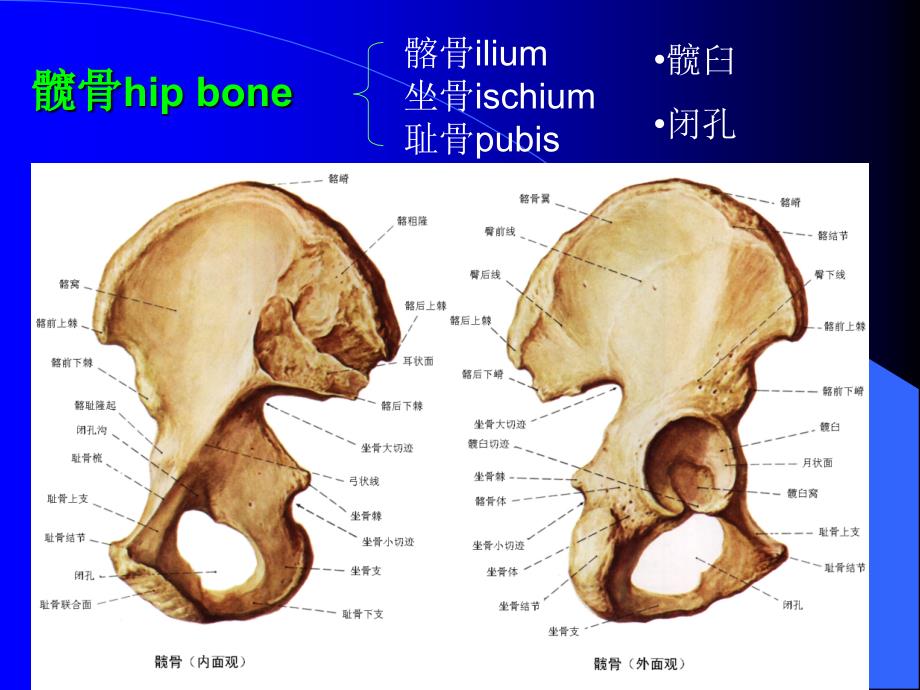 4.下肢骨及其连结幻灯片_第3页