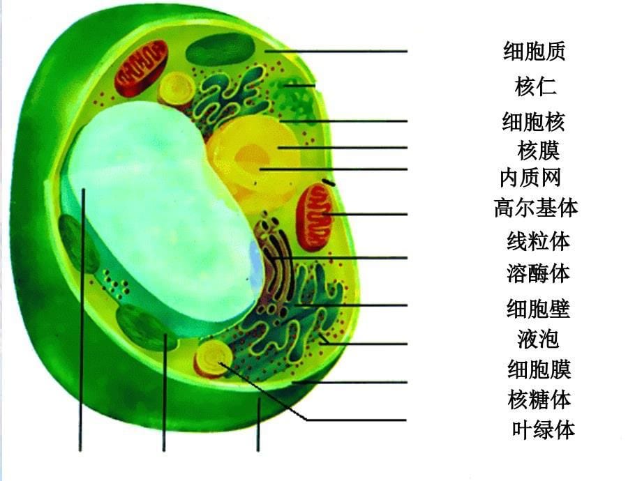 细胞器第1课时_第5页
