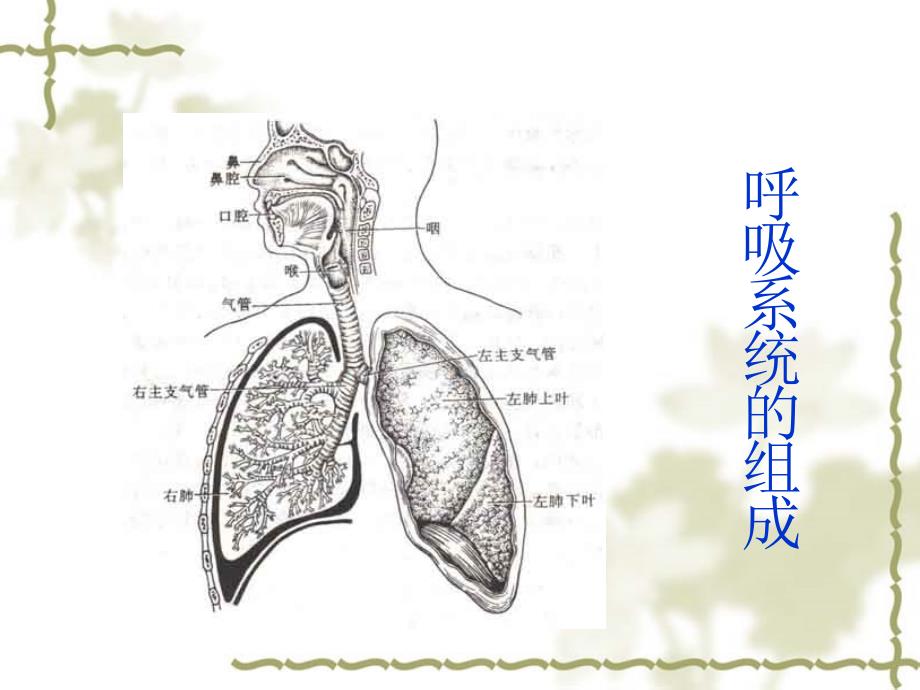 18呼吸系统解剖幻灯片_第3页