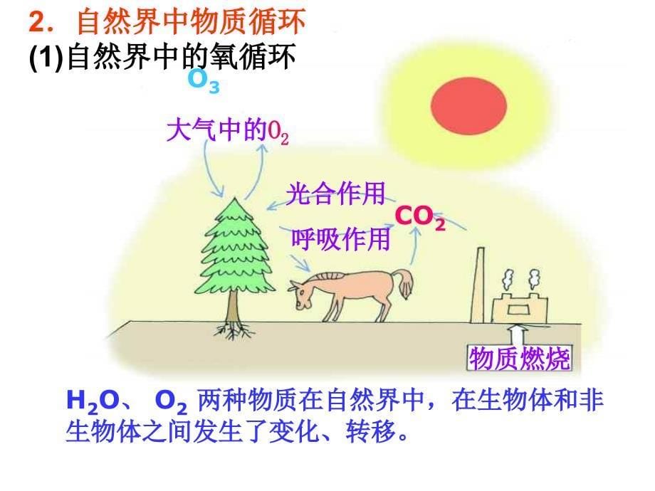 九年级科学绿色植物的新陈代谢_第5页