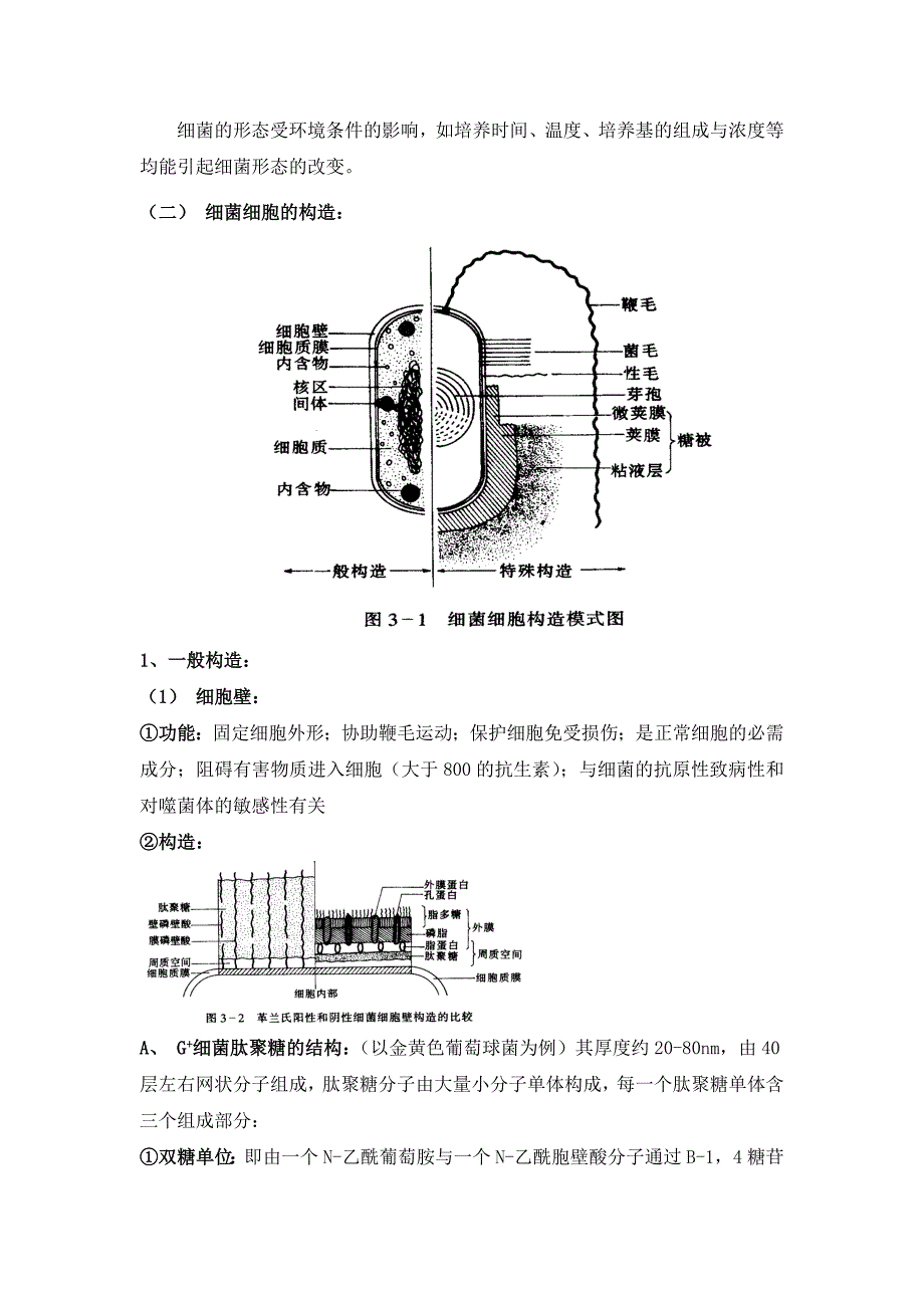 微生物整理 小马哥版(上)_第4页