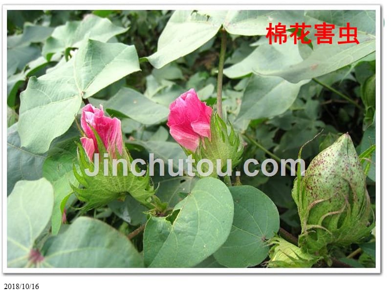 农业昆虫学棉花-害虫_第1页